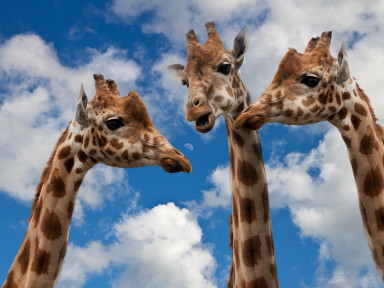 giraffes-g7cb659bfe_1920
